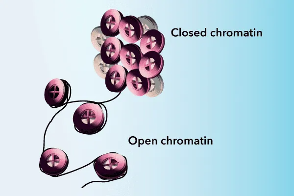 imgi_3_ATAC-Seq-Chromatin-for-Bulk